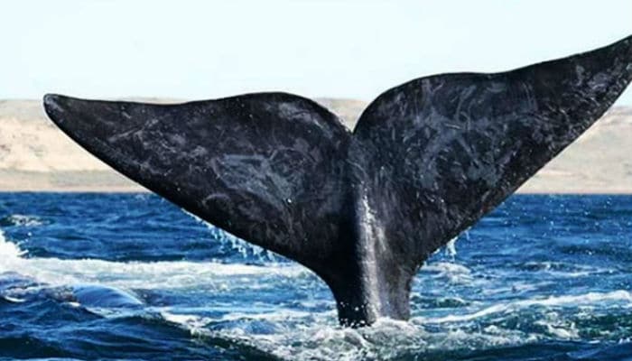 soñar con aleta de ballena
