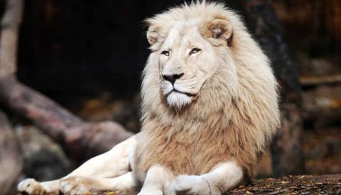 soñar con león blanco