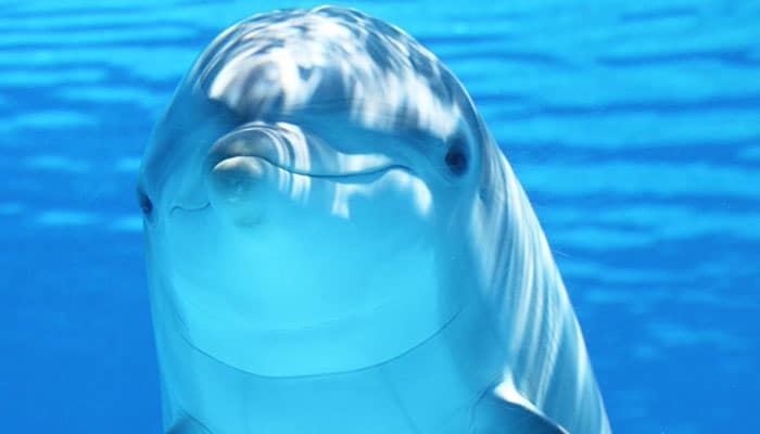soñar con delfines alegres