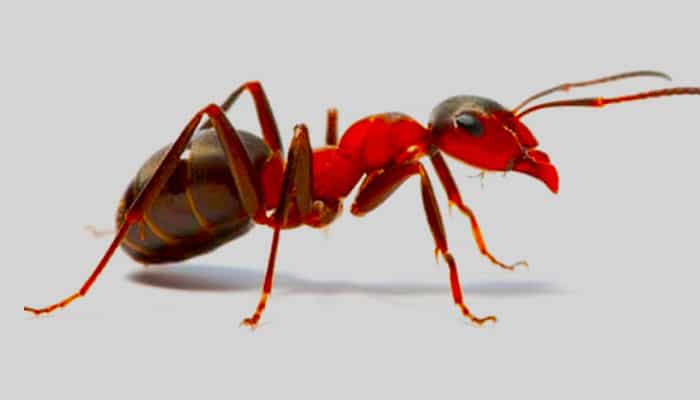 sognare formiche rosse