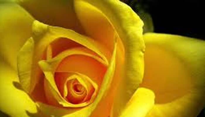soÃ±ar con rosas amarillas