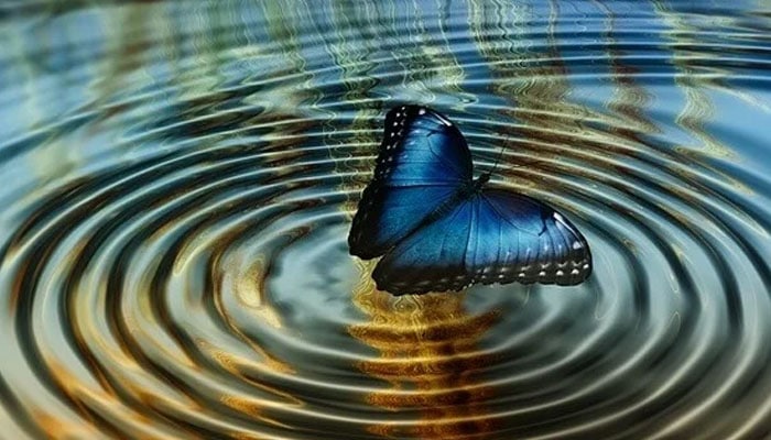 sognare farfalle che volano