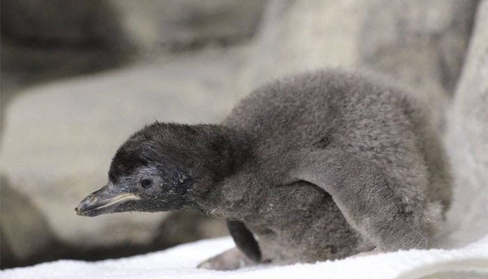 Soñar con pingüino bebé
