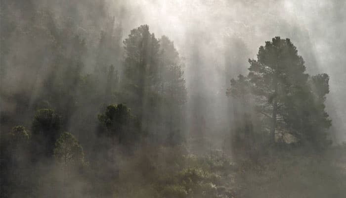sognare nebbia nella foresta