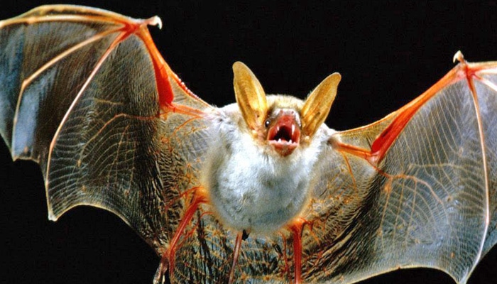 qué significa soñar con murciélagos
