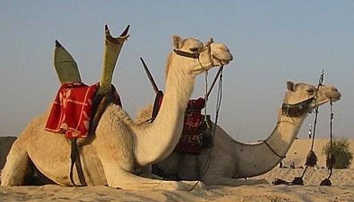 SoÃ±ar con camellos