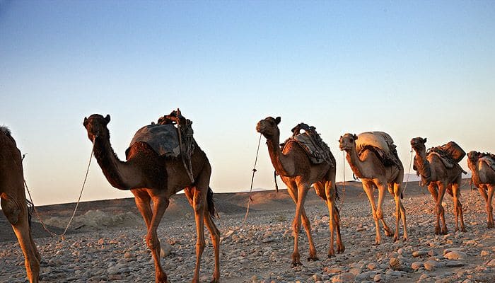 Soñar con camellos