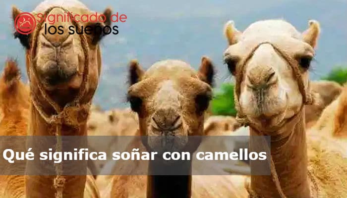 Soñar con camellos