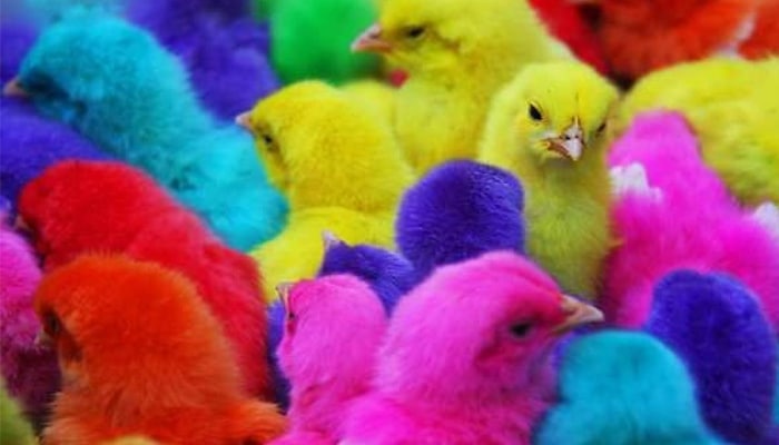 soñar con pollitos de colores